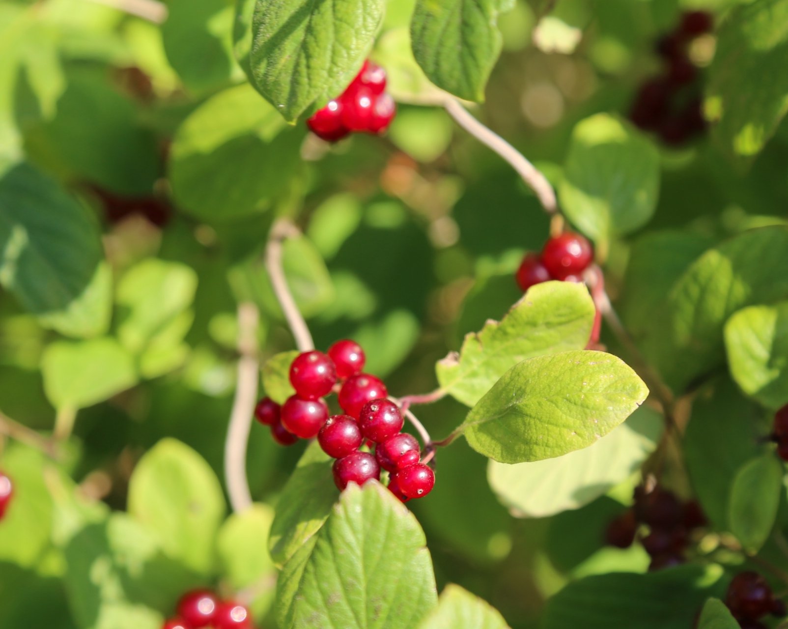 Что такое жимолость, чем она полезна и как её есть