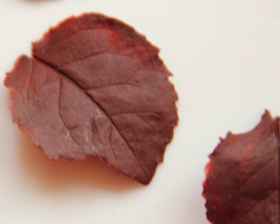 Еще одна идея ко дню Святого Валентина: шоколадные листья